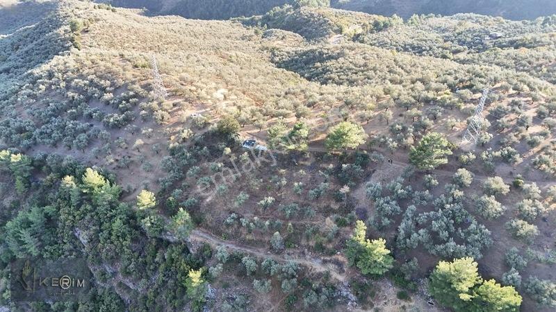 Kerim'den Satılık Adatepe Deniz Manzaralı Yol Cepheli Zeytinlik — fotoğraf 15