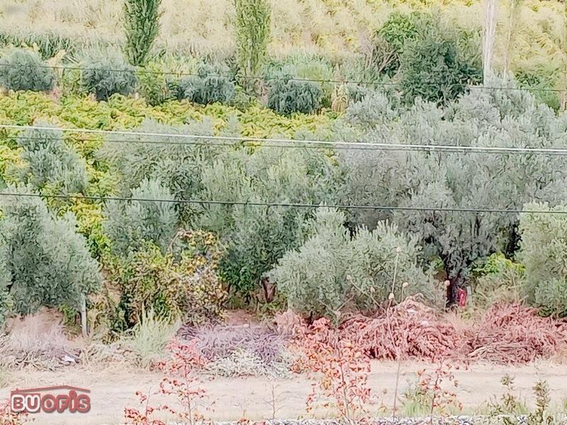 Yetişkin 40 Zeytin Ağacı Verimli Sultan Üzümü İle İyi Bir Yatırm