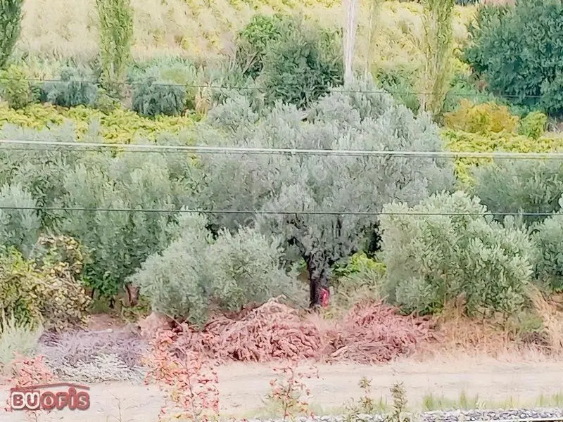 Yetişkin 40 Zeytin Ağacı Verimli Sultan Üzümü İle İyi Bir Yatırm — fotoğraf 2
