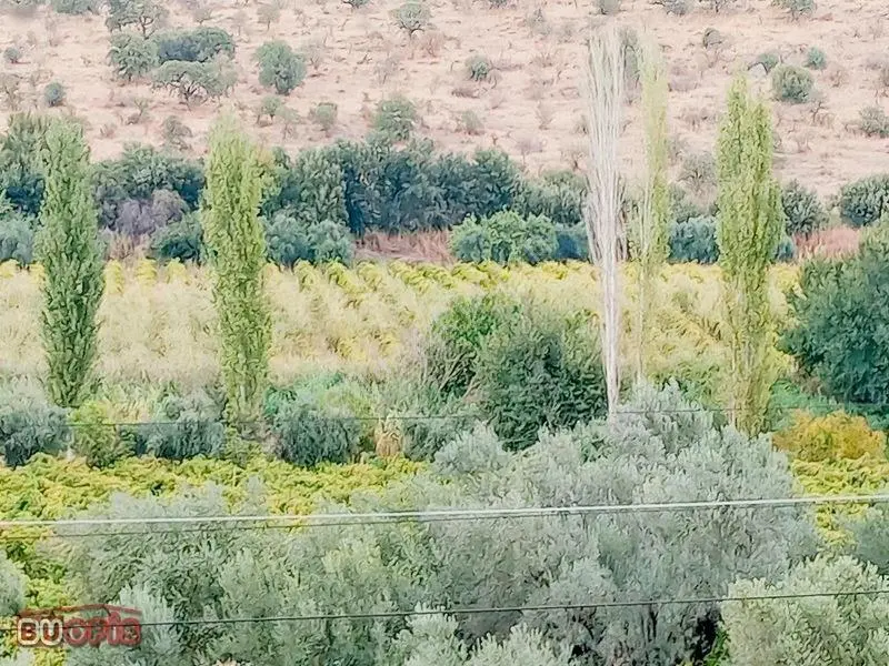 Yetişkin 40 Zeytin Ağacı Verimli Sultan Üzümü İle İyi Bir Yatırm — fotoğraf 5