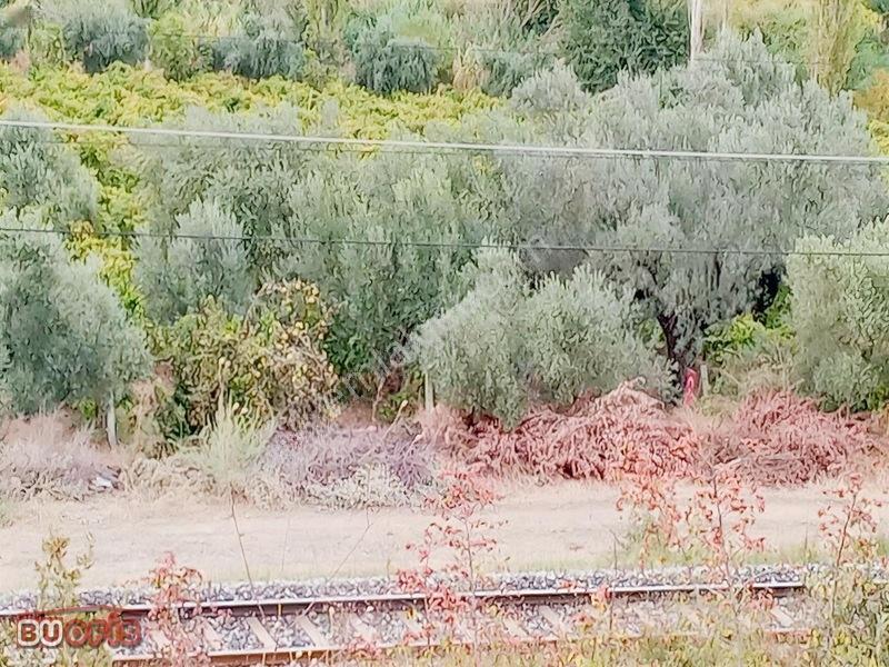 Yetişkin 40 Zeytin Ağacı Verimli Sultan Üzümü İle İyi Bir Yatırm — fotoğraf 6
