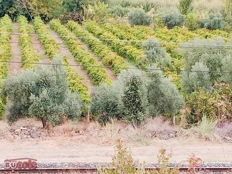 Yetişkin 40 Zeytin Ağacı Verimli Sultan Üzümü İle İyi Bir Yatırm — fotoğraf 7