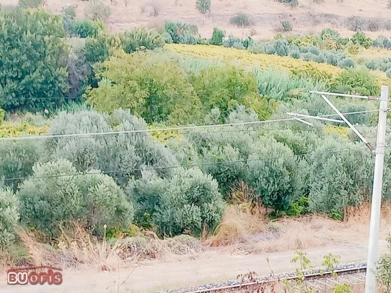 Yetişkin 40 Zeytin Ağacı Verimli Sultan Üzümü İle İyi Bir Yatırm — fotoğraf 8