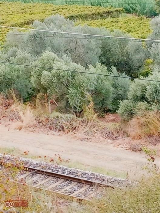 Yetişkin 40 Zeytin Ağacı Verimli Sultan Üzümü İle İyi Bir Yatırm — fotoğraf 11
