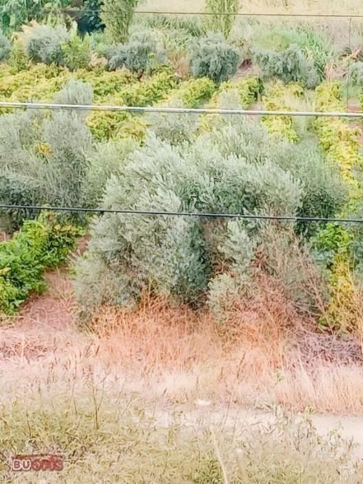 Yetişkin 40 Zeytin Ağacı Verimli Sultan Üzümü İle İyi Bir Yatırm — fotoğraf 12