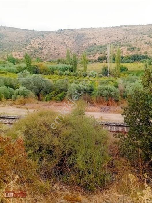 Yetişkin 40 Zeytin Ağacı Verimli Sultan Üzümü İle İyi Bir Yatırm — fotoğraf 14