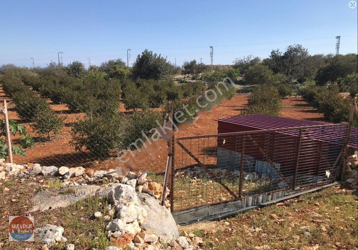 Narlıkuyu Hasanalilerde Satılık Tarla — fotoğraf 17