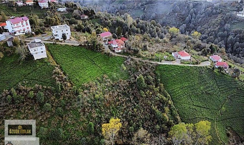 Özgür Emlaktan Deniz Manzaralı Çay Ve Fındıklık — fotoğraf 9