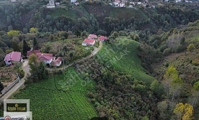 Özgür Emlaktan Deniz Manzaralı Çay Ve Fındıklık — fotoğraf 10