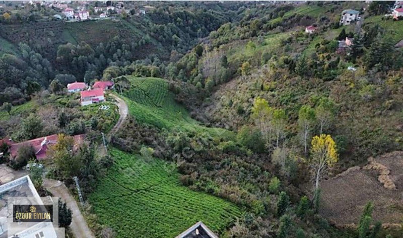 Özgür Emlaktan Deniz Manzaralı Çay Ve Fındıklık — fotoğraf 11