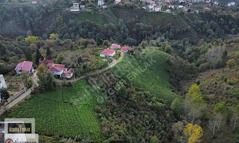 Özgür Emlaktan Deniz Manzaralı Çay Ve Fındıklık — fotoğraf 12