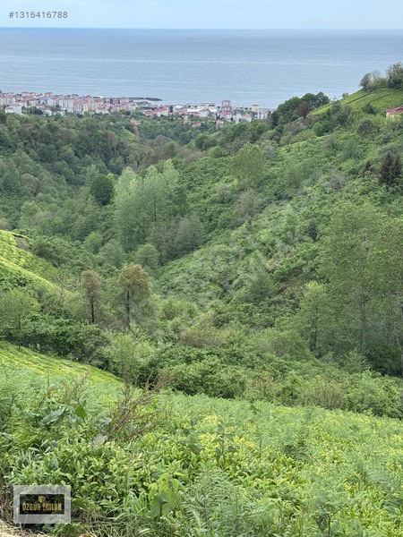 Özgür Emlaktan Deniz Manzaralı Çay Ve Fındıklık — fotoğraf 13