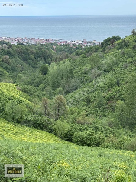Özgür Emlaktan Deniz Manzaralı Çay Ve Fındıklık — fotoğraf 20