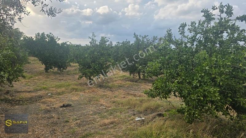 Safir'den Erzin Yeşiltepede 14.500 M² Okitsu Mandalina Bahçesi.