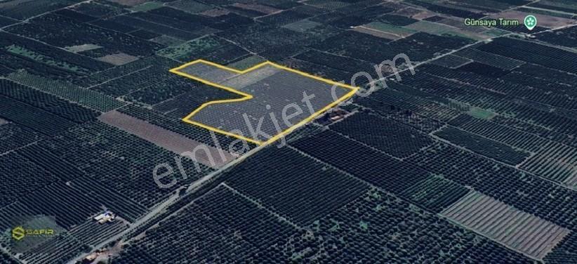 Safir'den Erzin Yeşiltepede 14.500 M² Okitsu Mandalina Bahçesi. — fotoğraf 4