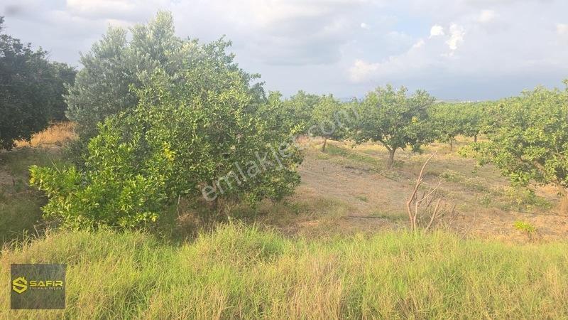 Safir'den Erzin Yeşiltepede 14.500 M² Okitsu Mandalina Bahçesi. — fotoğraf 5