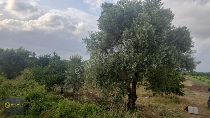 Safir'den Erzin Yeşiltepede 14.500 M² Okitsu Mandalina Bahçesi. — fotoğraf 6