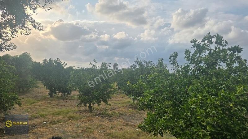 Safir'den Erzin Yeşiltepede 14.500 M² Okitsu Mandalina Bahçesi. — fotoğraf 7