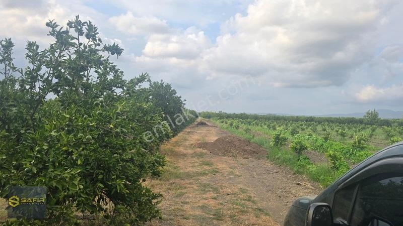 Safir'den Erzin Yeşiltepede 14.500 M² Okitsu Mandalina Bahçesi. — fotoğraf 8