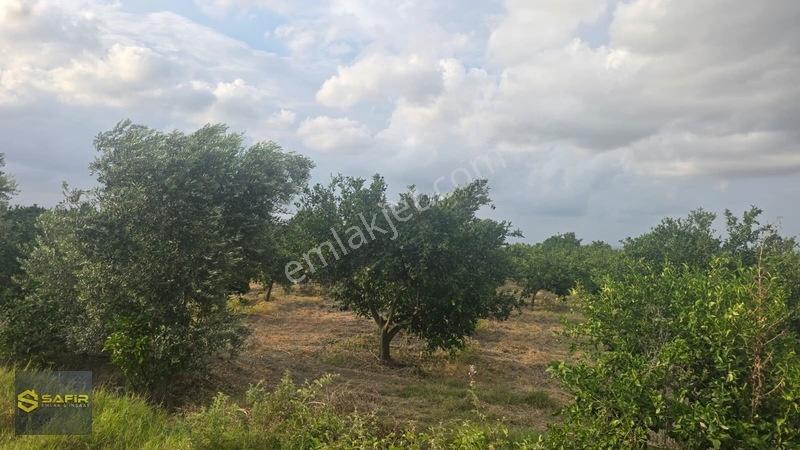Safir'den Erzin Yeşiltepede 14.500 M² Okitsu Mandalina Bahçesi. — fotoğraf 9