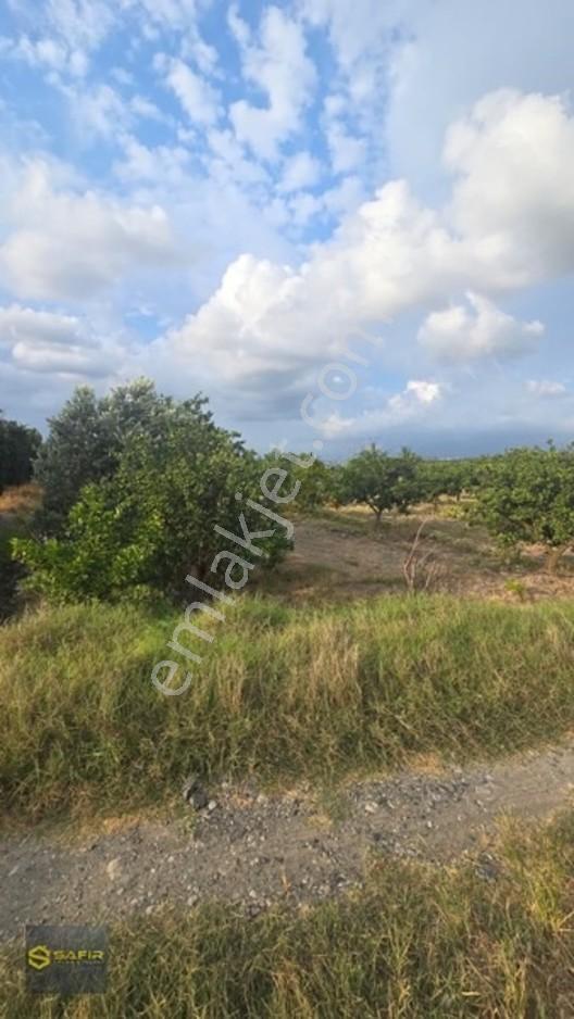 Safir'den Erzin Yeşiltepede 14.500 M² Okitsu Mandalina Bahçesi. — fotoğraf 10