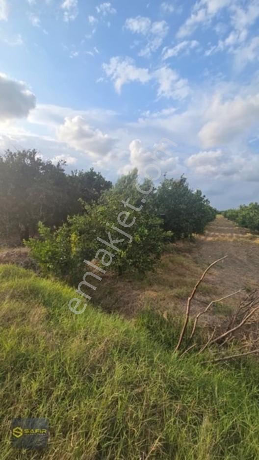 Safir'den Erzin Yeşiltepede 14.500 M² Okitsu Mandalina Bahçesi. — fotoğraf 11