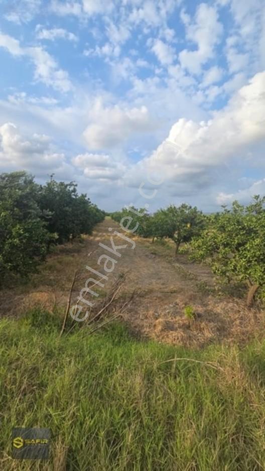 Safir'den Erzin Yeşiltepede 14.500 M² Okitsu Mandalina Bahçesi. — fotoğraf 12