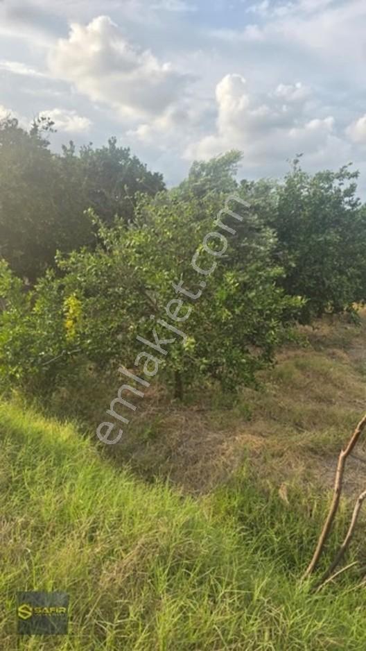 Safir'den Erzin Yeşiltepede 14.500 M² Okitsu Mandalina Bahçesi. — fotoğraf 13