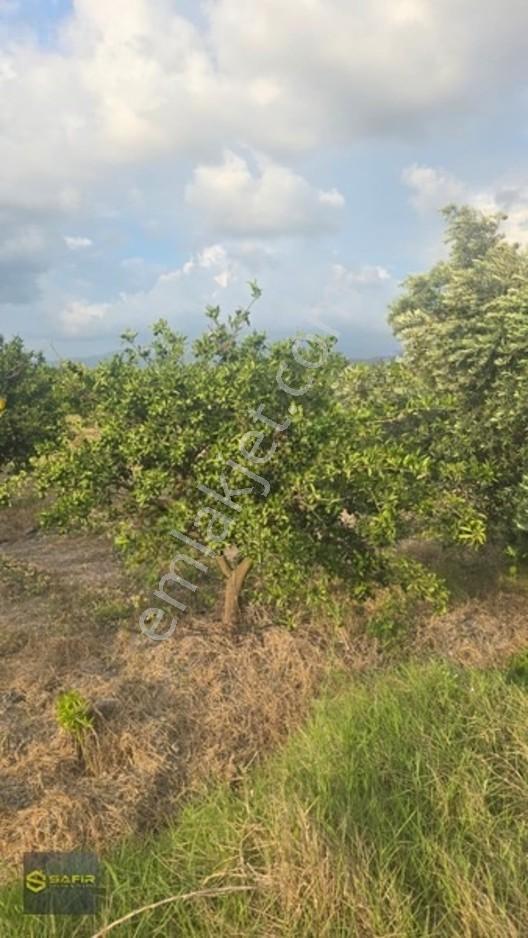 Safir'den Erzin Yeşiltepede 14.500 M² Okitsu Mandalina Bahçesi. — fotoğraf 14