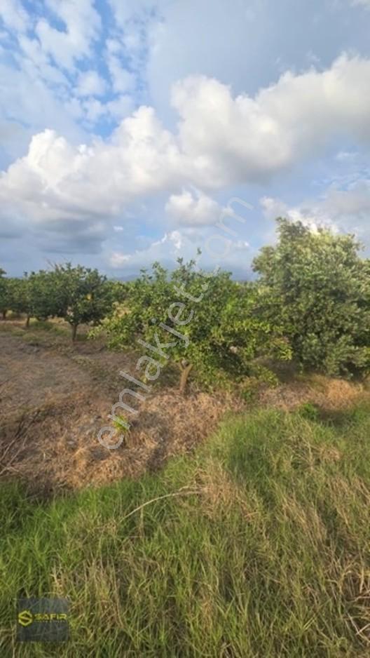 Safir'den Erzin Yeşiltepede 14.500 M² Okitsu Mandalina Bahçesi. — fotoğraf 15
