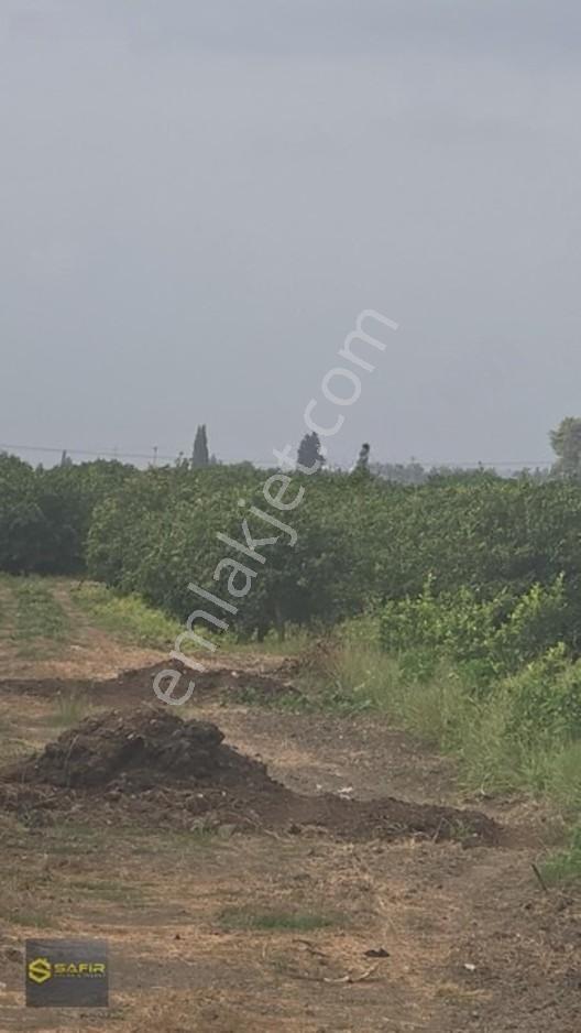 Safir'den Erzin Yeşiltepede 14.500 M² Okitsu Mandalina Bahçesi. — fotoğraf 16