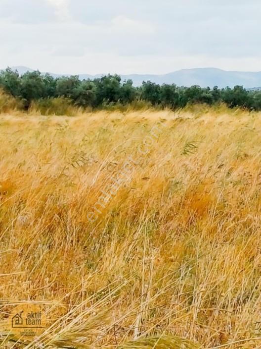 Gömeç Kemalpaşada 2.532 M² 15/30 İmarlı Satılık Arsa — fotoğraf 5