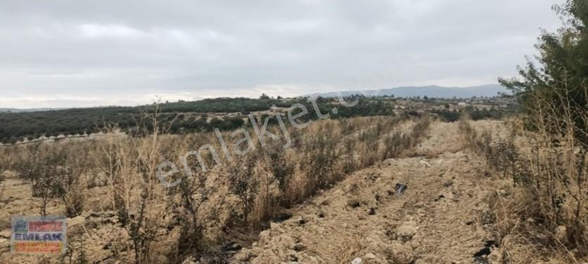 Aydıncık Emlaktan Satılık Elma Bahçesi(fidan) — fotoğraf 2