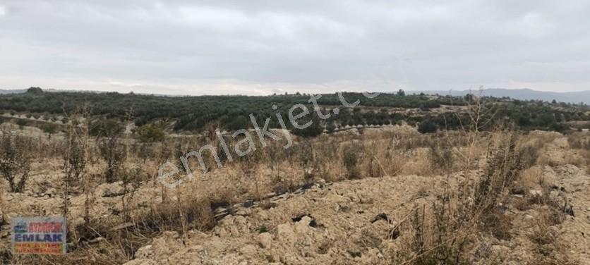 Aydıncık Emlaktan Satılık Elma Bahçesi(fidan) — fotoğraf 4