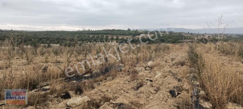 Aydıncık Emlaktan Satılık Elma Bahçesi(fidan) — fotoğraf 5