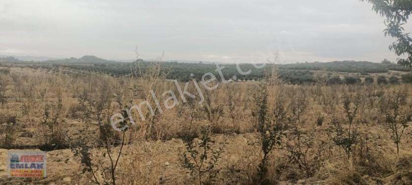 Aydıncık Emlaktan Satılık Elma Bahçesi(fidan) — fotoğraf 15