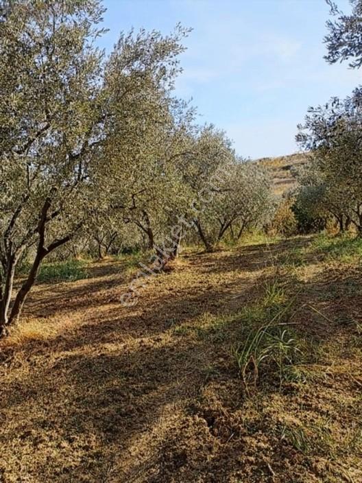 Duru Emlaktan Şarköy Merkezde 2635mt Zeytinlik — fotoğraf 2