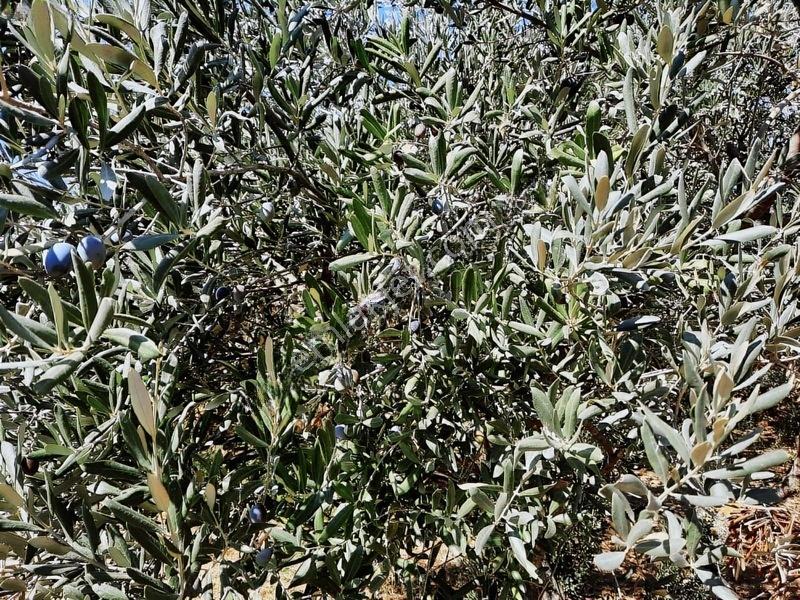 Duru Emlaktan Şarköy Merkezde 2635mt Zeytinlik — fotoğraf 7