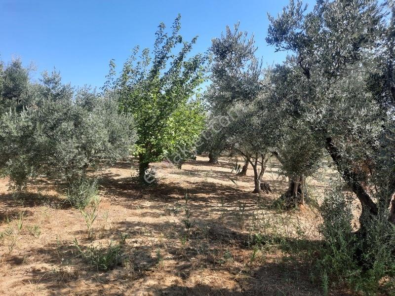 Duru Emlaktan Şarköy Merkezde 2635mt Zeytinlik — fotoğraf 8