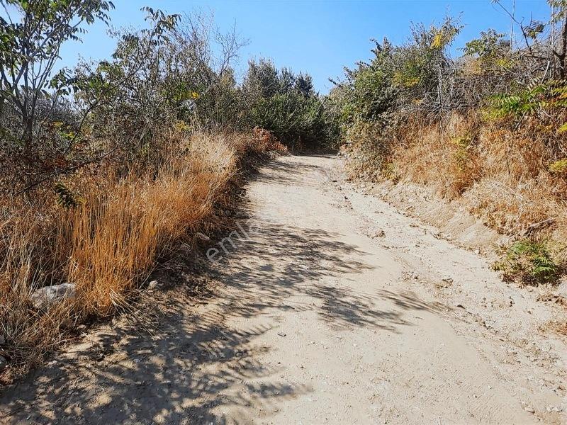 Duru Emlaktan Şarköy Merkezde 2635mt Zeytinlik — fotoğraf 9