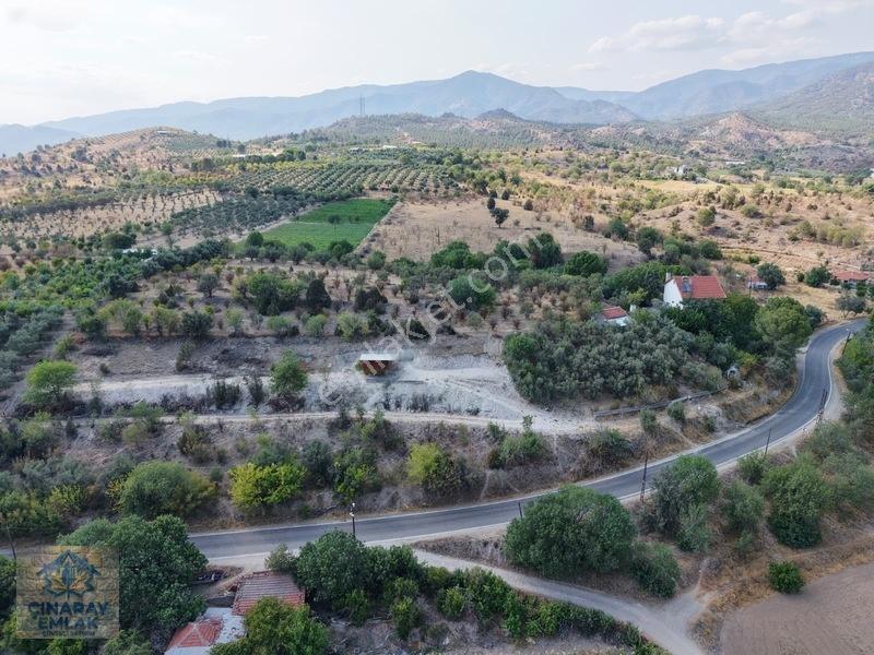 Sarıcakayada Satılık Zeytinlik
