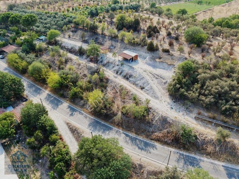 Sarıcakayada Satılık Zeytinlik — fotoğraf 12