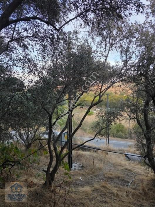 Sarıcakayada Satılık Zeytinlik — fotoğraf 18