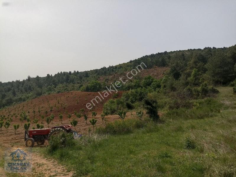 Küre Köyünde 6400 M2 Bağ