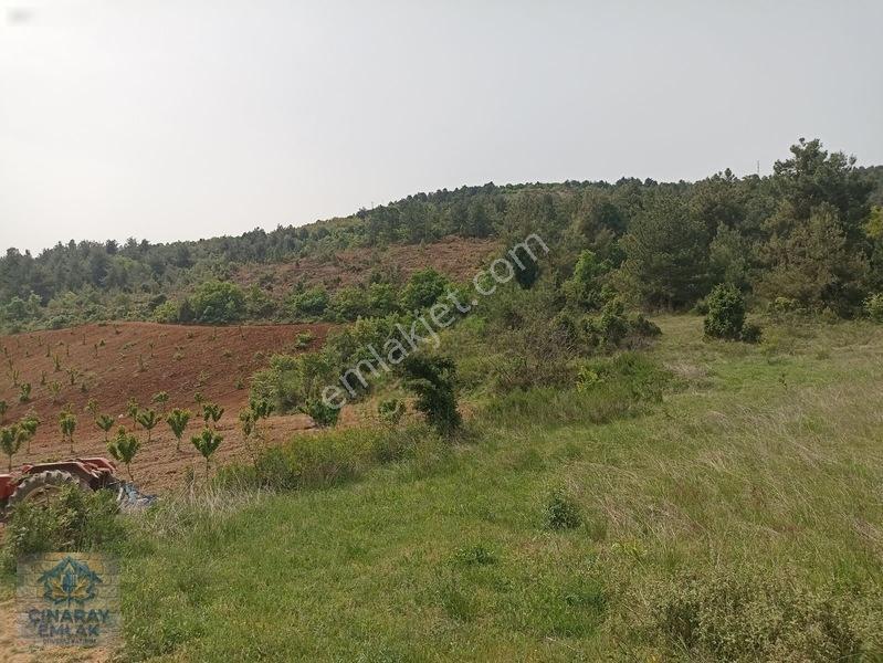 Küre Köyünde 6400 M2 Bağ — fotoğraf 2