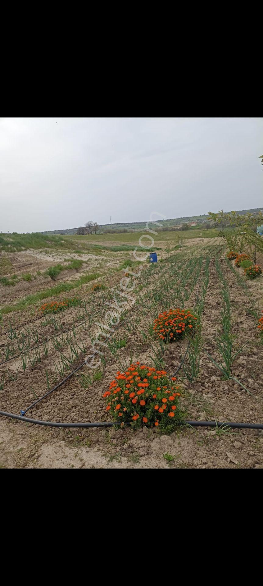 Edirne Enez İlçesi Gülçavuş Köyü Yatırımlık Kullanıma Uygun Satılık Tarla — fotoğraf 6
