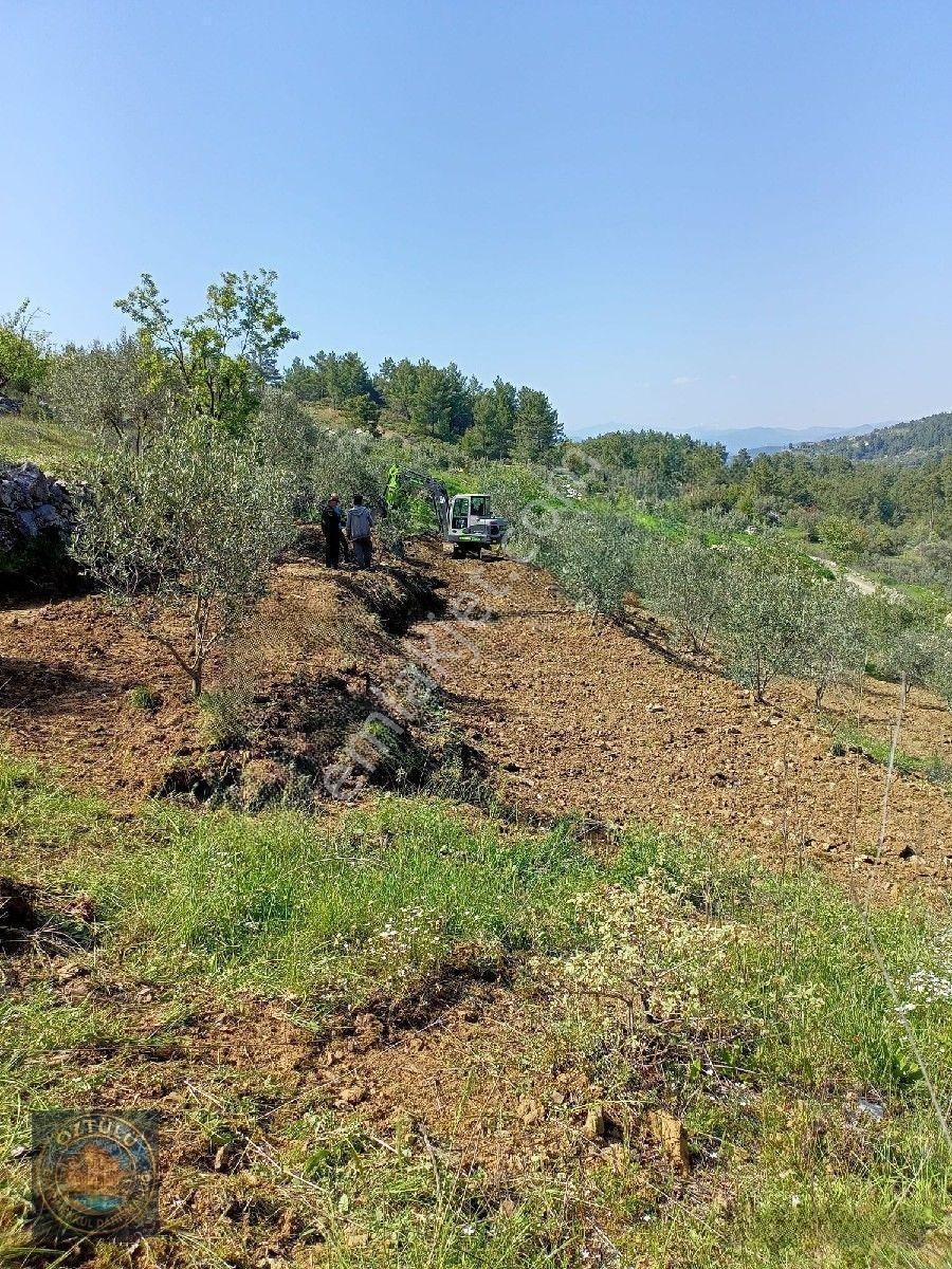 İçinde 140 Adet Zeytin Ağacı Bulunan Tarla Satılık