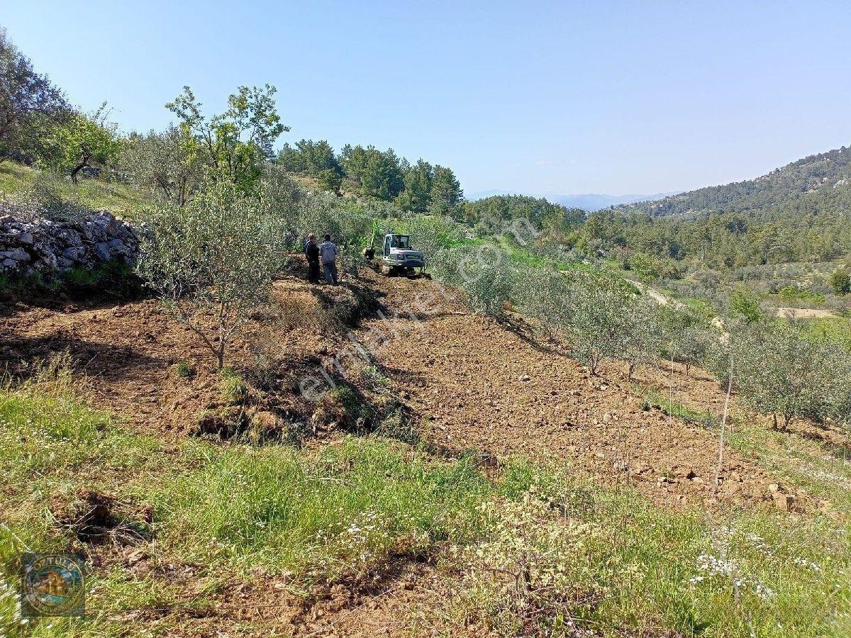 İçinde 140 Adet Zeytin Ağacı Bulunan Tarla Satılık — fotoğraf 2