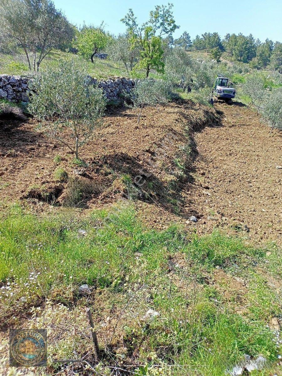 İçinde 140 Adet Zeytin Ağacı Bulunan Tarla Satılık — fotoğraf 3
