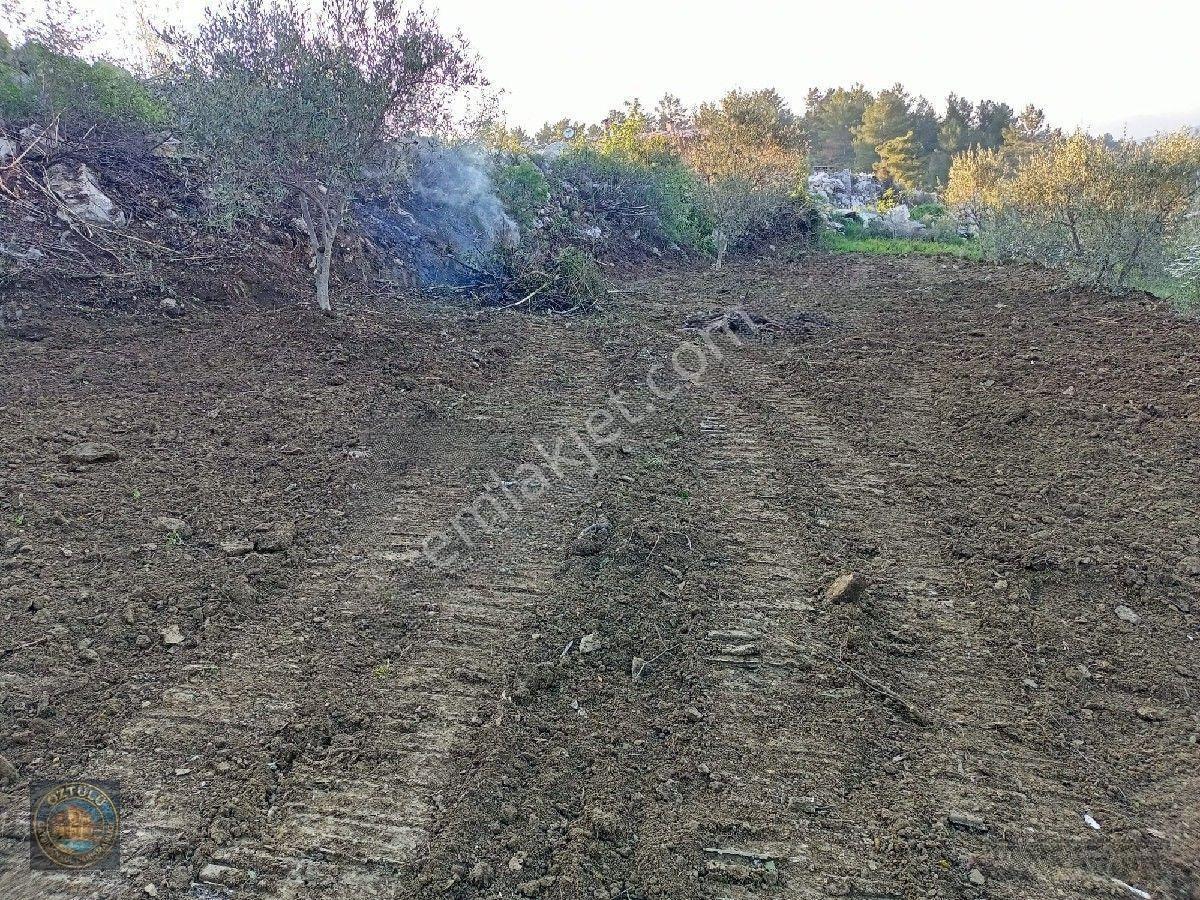 İçinde 140 Adet Zeytin Ağacı Bulunan Tarla Satılık — fotoğraf 4